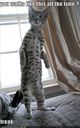 funny-pictures-bipedal-cat-hates-you.jpg
