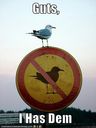 funny-pictures-bird-anti-bird.jpg