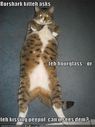 funny-pictures-cat-back-belly-rorschach-test.jpg
