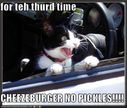 funny-pictures-cat-drive-thru.jpg