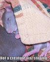funny-pictures-christmas-mouse.jpg