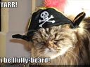 funny-pictures-pirate-cat.jpg