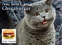 no-you-cant-has-cheezburger.jpg